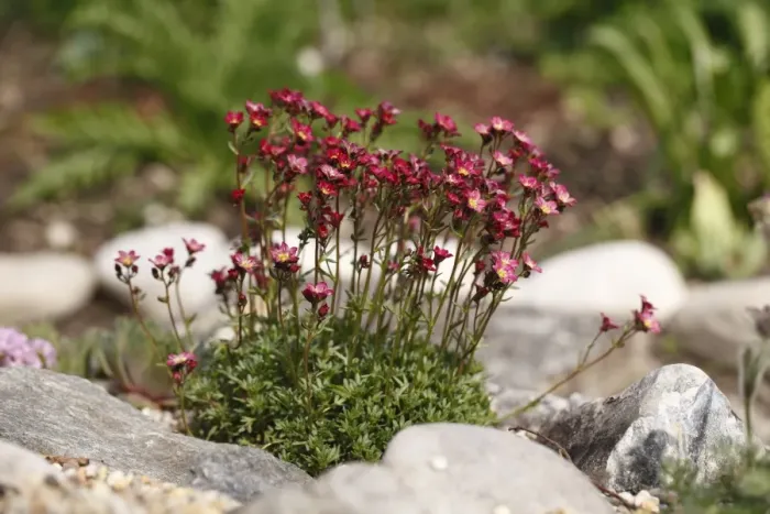 Framed Print : Red blossoming saxifrage -Saxifraga arendsii hybrid- Framed Print : Red blossoming saxifrage -Saxifraga arendsii hybrid-