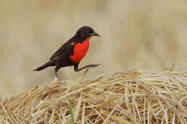 Red-breasted Blackbird (Sturnella militaris)