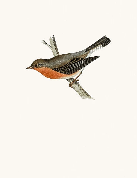 Red Breasted Flycatcher