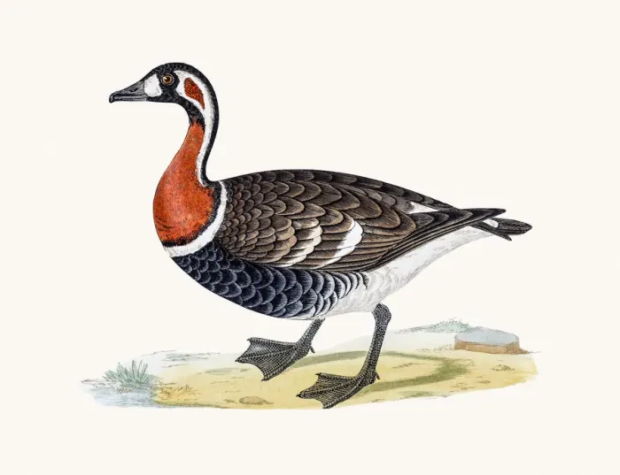 Framed Print : Red-breasted goose Framed Print : Red-breasted goose