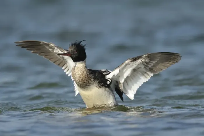 Framed Print : Red-breasted Merganser -Mergus serrator-