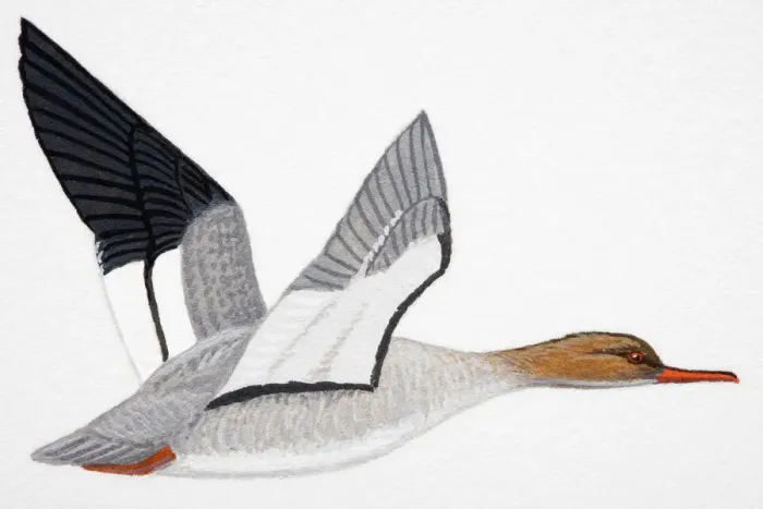 Framed Print : Red-breasted Merganser (Mergus serrator), adult female diving duck Framed Print : Red-breasted Merganser (Mergus serrator), adult female diving duck