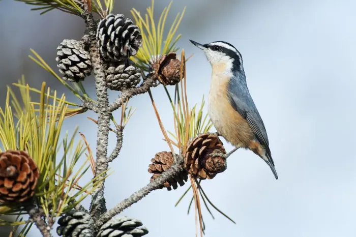 Framed Print : Red-breasted nuthatch Framed Print : Red-breasted nuthatch