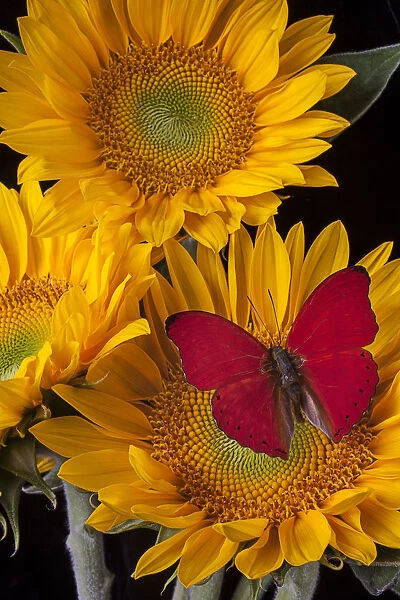 Red buttefly, three sunflowers, flowers