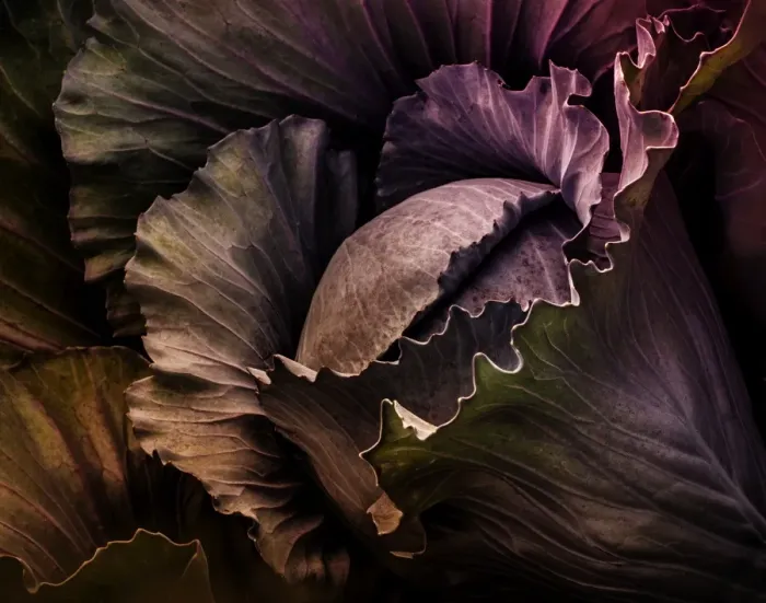 Framed Print : Red cabbage Framed Print : Red cabbage
