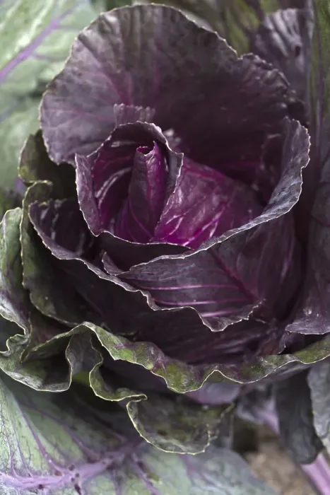 Framed Print : Red cabbage -Brassica oleracea convar. capitata var. rubra L. - Framed Print : Red cabbage -Brassica oleracea convar. capitata var. rubra L. -