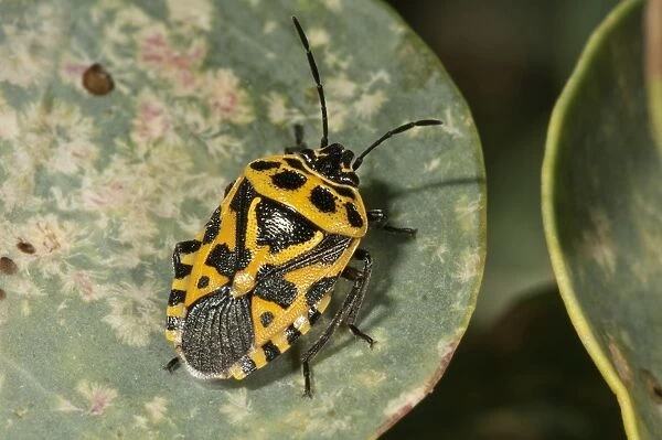 Red Cabbage Bug -Eurydema ornata-, yellow color variant, on the leaf of a caper bush, Rhodes, Greece