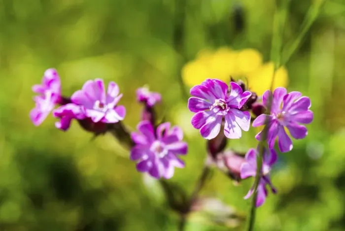Framed Print : Red Campion -Silene dioica- Framed Print : Red Campion -Silene dioica-