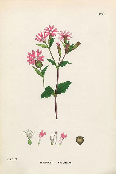 Red Campion, Silene Diurna, Victorian Botanical Illustration, 1863
