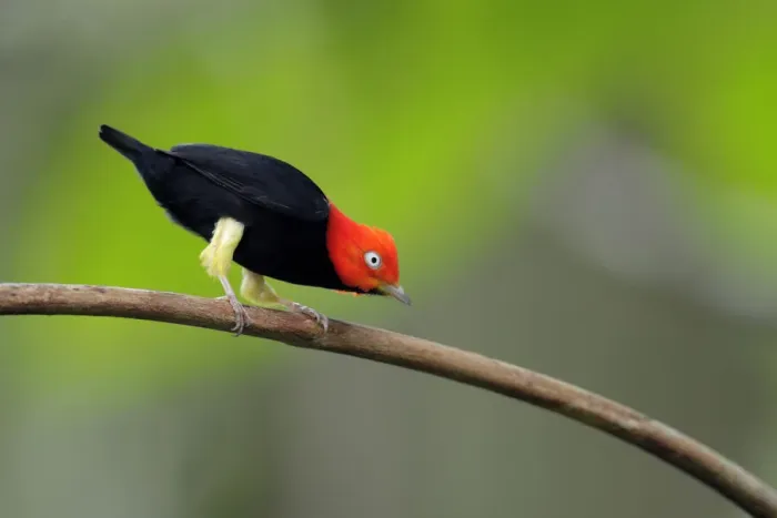 Framed Print : Red-capped Manakin (Ceratopipra mentalis)