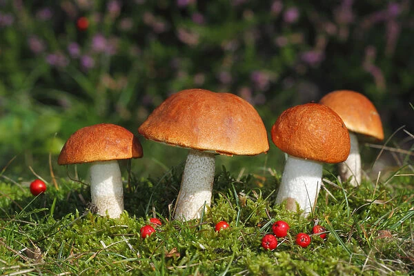 Red-capped scaber stalk -Leccinum aurantiacum, Leccinum rufum-, edible mushrooms