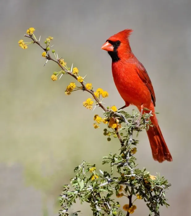 Framed Print : Red Cardinal bird in Texas