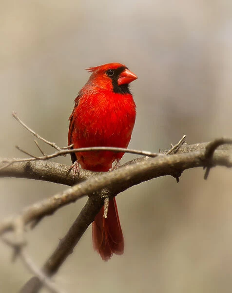 Red Cardinal on a Tree Branch