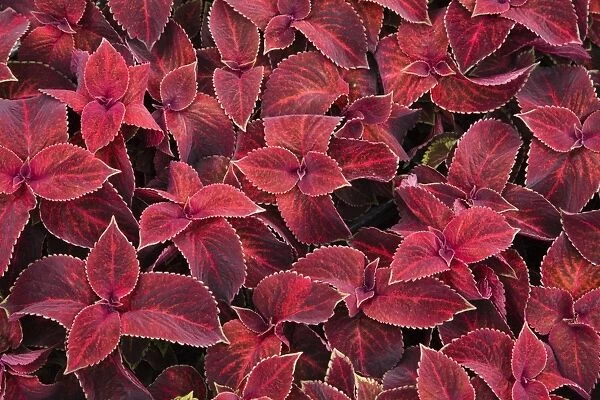 Red Coleus -Solenostemon sp. - leaves, Ontario, Canada