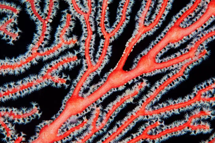 Framed Print : Red coral branch