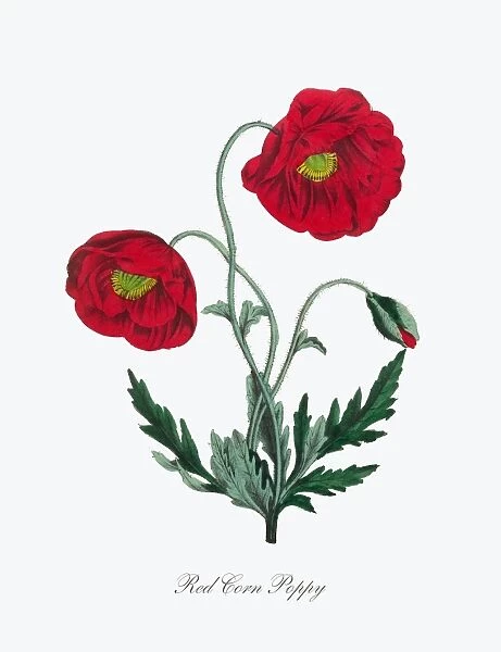 Red Corn Poppy Victorian Botanical Illustration