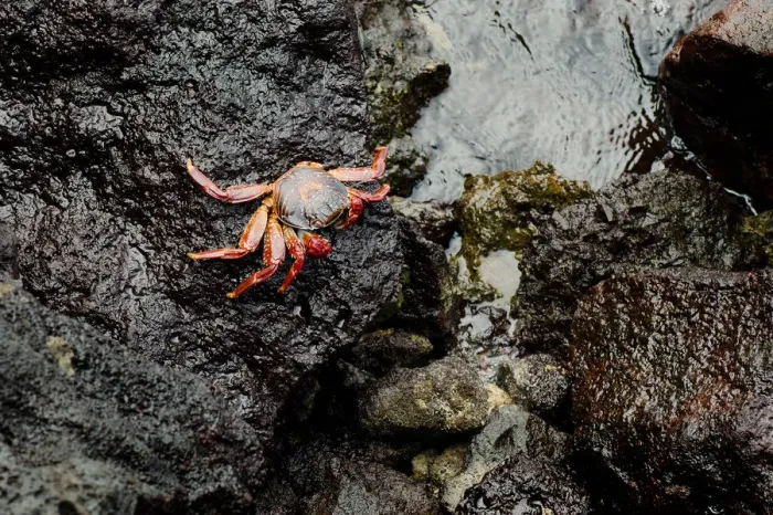 Framed Print : Red Crab on a rock Framed Print : Red Crab on a rock