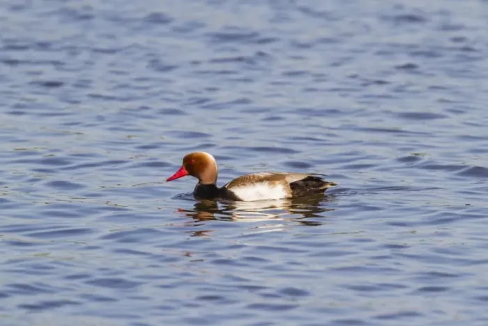 Framed Print : Red-crested pochard -Netta rufina-, Seewinkel, Burgenland, Austria Framed Print : Red-crested pochard -Netta rufina-, Seewinkel, Burgenland, Austria