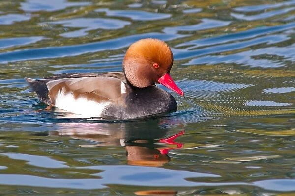 Red-crested pochard (Netta rufina), drake, swimming in the water, Lake Constance