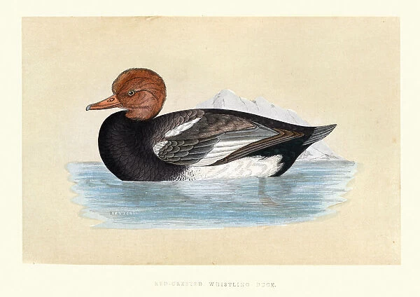Red Crested Whistling Duck, Wildlife, Birds, ducks, Art Prints