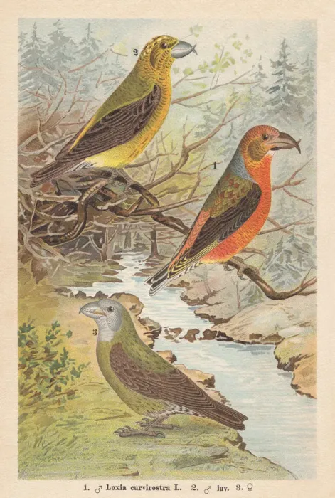 Framed Print : Red crossbill (Loxia curvirostra), chromolithograph, publishe in 1896 Framed Print : Red crossbill (Loxia curvirostra), chromolithograph, publishe in 1896