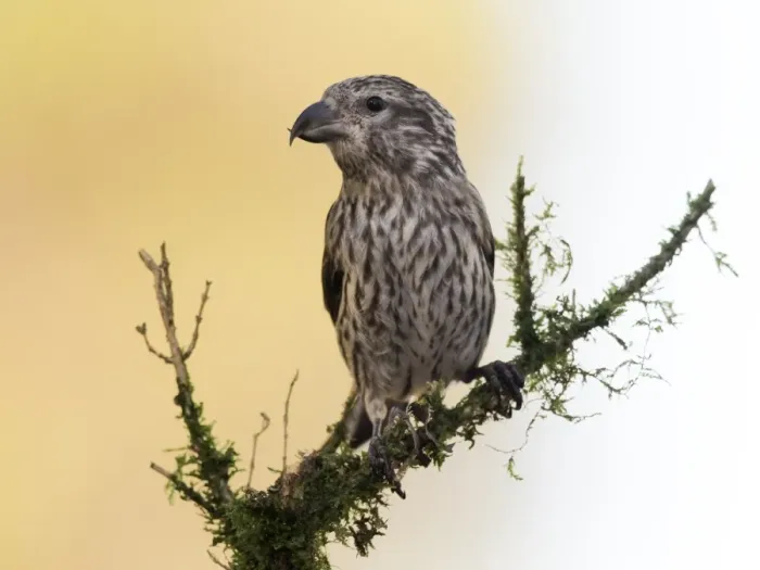 Framed Print : Red Crossbill (Loxia curvirostra) adult famale, standing on a branch of tree with lichens. Spain, Europe Framed Print : Red Crossbill (Loxia curvirostra) adult famale, standing on a branch of tree with lichens. Spain, Europe