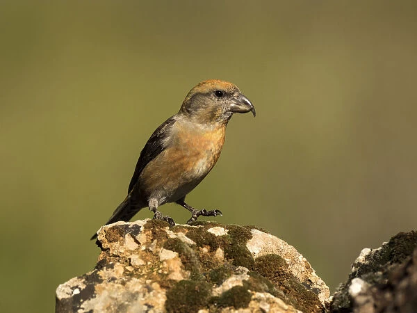 Red Crossbill (Loxia curvirostra) adult male, standing on a rock of tree with lichens. Spain, Europe
