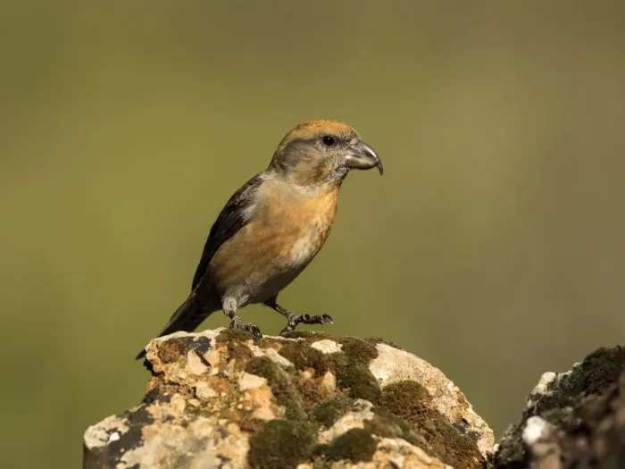 Framed Print : Red Crossbill (Loxia curvirostra) adult male, standing on a rock of tree with lichens. Spain, Europe Framed Print : Red Crossbill (Loxia curvirostra) adult male, standing on a rock of tree with lichens. Spain, Europe