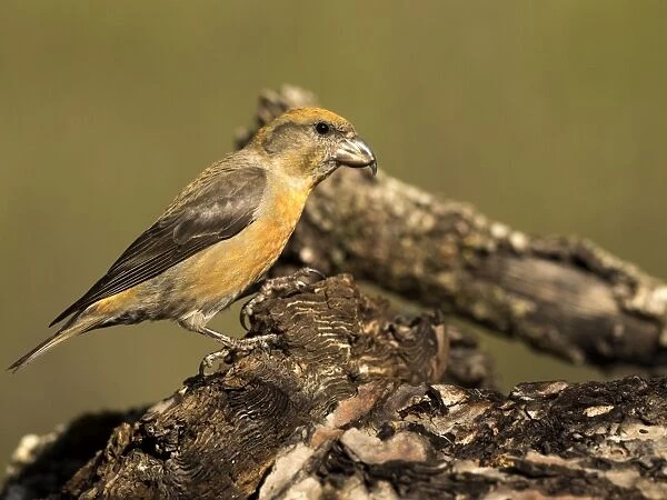 Red Crossbill (Loxia curvirostra) adult male, standing on a branch of tree with lichens. Spain, Europe