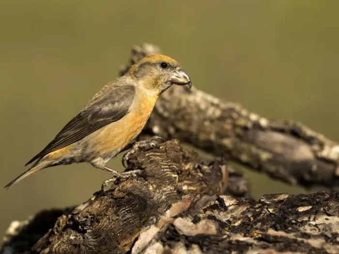 Framed Print : Red Crossbill (Loxia curvirostra) adult male, standing on a branch of tree with lichens. Spain, Europe Framed Print : Red Crossbill (Loxia curvirostra) adult male, standing on a branch of tree with lichens. Spain, Europe