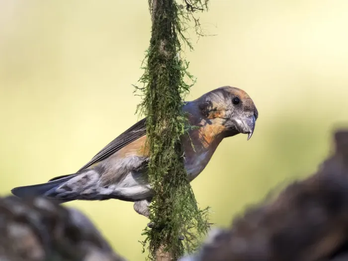 Framed Print : Red Crossbill (Loxia curvirostra) adult male, standing on a branch of tree with lichens. Spain, Europe Framed Print : Red Crossbill (Loxia curvirostra) adult male, standing on a branch of tree with lichens. Spain, Europe