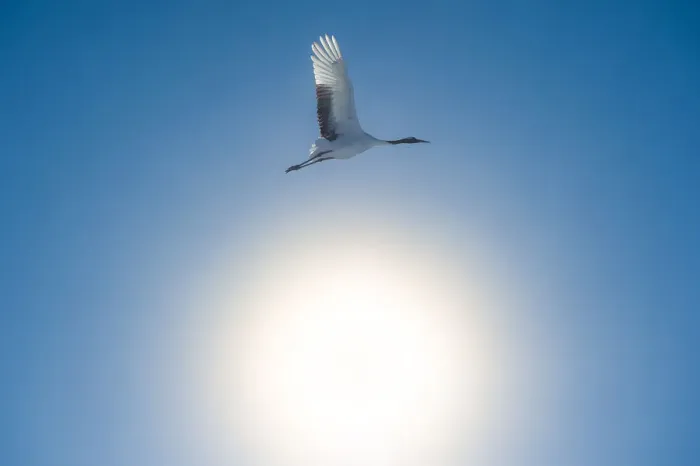 Framed Print : A Red-crowned Crane fly over the sunshine Framed Print : A Red-crowned Crane fly over the sunshine