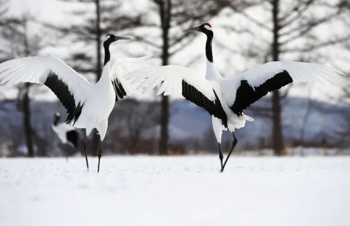 Framed Print : Red-crowned Crane (Grus japonensis) Framed Print : Red-crowned Crane (Grus japonensis)