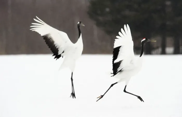 Framed Print : Red-crowned Crane (Grus japonensis) Framed Print : Red-crowned Crane (Grus japonensis)