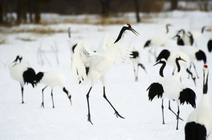 Framed Print : Red-crowned Crane (Grus japonensis)
