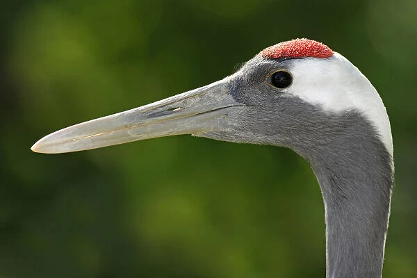 Red-crowned Crane -Grus japonensis-, portrait