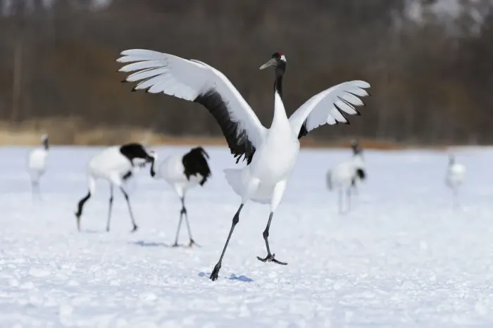 Framed Print : Red-crowned Crane, Japanese Crane or Manchurian Crane -Grus Japonensis-, performing the mating dance, Kushiro-Shitsugen-Nationalpark, Kushiro, Hokkaido, Japan Framed Print : Red-crowned Crane, Japanese Crane or Manchurian Crane -Grus Japonensis-, performing the mating dance, Kushiro-Shitsugen-Nationalpark, Kushiro, Hokkaido, Japan