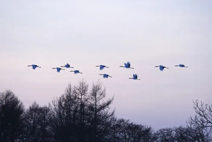 Framed Print : Red-crowned Cranes, Japanese Cranes or Manchurian Cranes -Grus Japonensis-, in flight to roost at dusk, Kushiro-Shitsugen-Nationalpark, Kushiro, Hokkaido, Japan Framed Print : Red-crowned Cranes, Japanese Cranes or Manchurian Cranes -Grus Japonensis-, in flight to roost at dusk, Kushiro-Shitsugen-Nationalpark, Kushiro, Hokkaido, Japan
