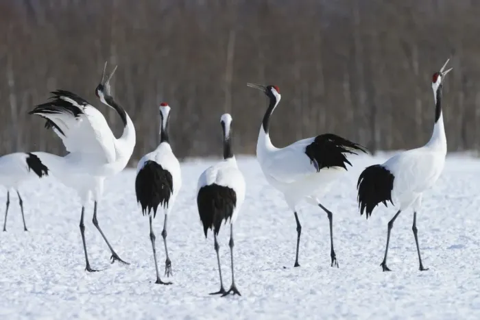 Framed Print : Red-crowned Cranes, Japanese Cranes or Manchurian Cranes -Grus Japonensis-, displaying, mating call, Kushiro-Shitsugen-Nationalpark, Kushiro, Hokkaido, Japan Framed Print : Red-crowned Cranes, Japanese Cranes or Manchurian Cranes -Grus Japonensis-, displaying, mating call, Kushiro-Shitsugen-Nationalpark, Kushiro, Hokkaido, Japan
