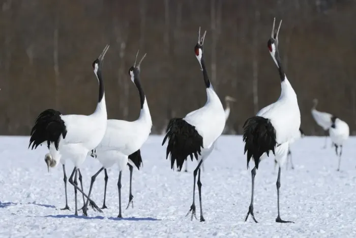 Framed Print : Red-crowned Cranes, Japanese Cranes or Manchurian Cranes -Grus Japonensis-, mating call, Kushiro-Shitsugen-Nationalpark, Kushiro, Hokkaido, Japan Framed Print : Red-crowned Cranes, Japanese Cranes or Manchurian Cranes -Grus Japonensis-, mating call, Kushiro-Shitsugen-Nationalpark, Kushiro, Hokkaido, Japan