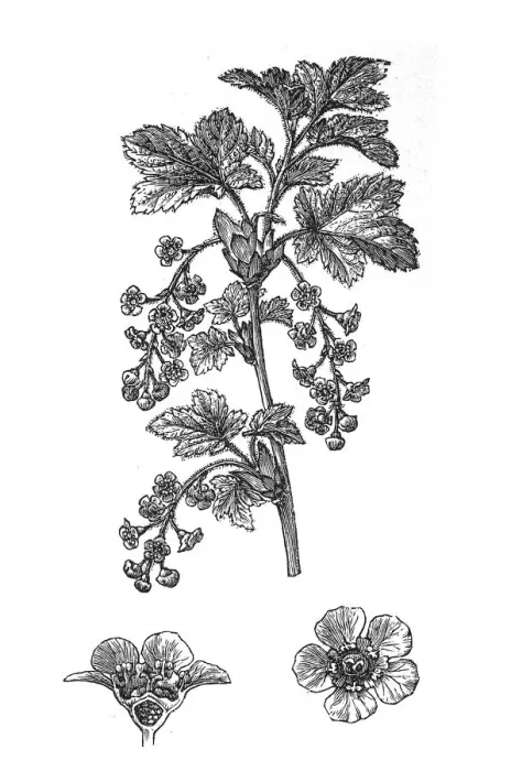 Framed Print : Red currant (Ribes rubrum) Framed Print : Red currant (Ribes rubrum)