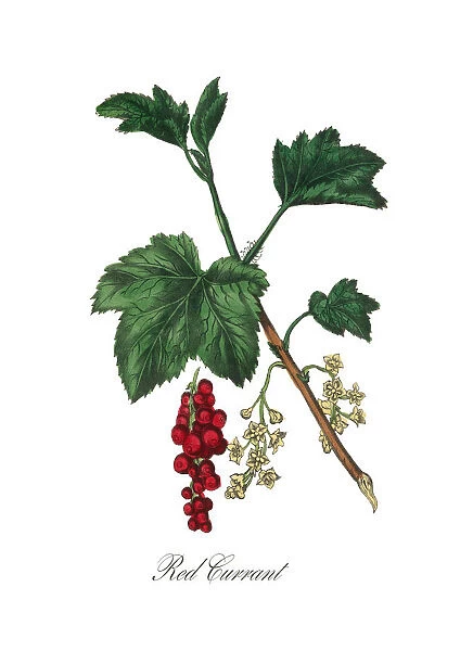 Red Currant Victorian Botanical Illustration
