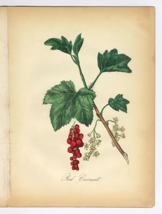 Framed Print : Red Currant Victorian Botanical Illustration Framed Print : Red Currant Victorian Botanical Illustration