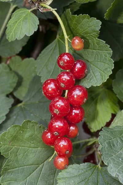 Red Currants -Ribes rubrum-