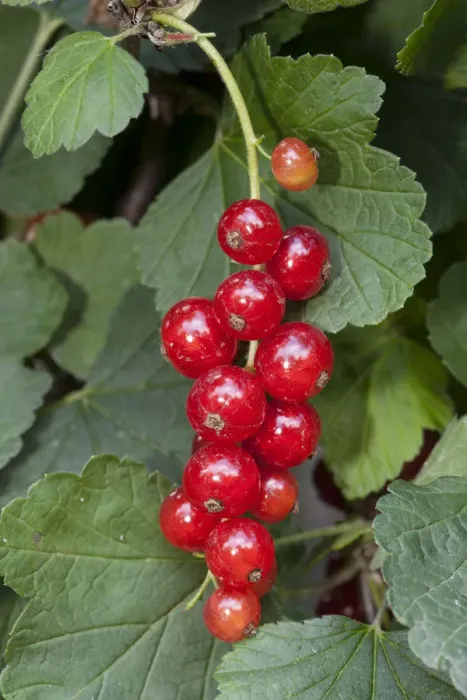 Framed Print : Red Currants -Ribes rubrum- Framed Print : Red Currants -Ribes rubrum-