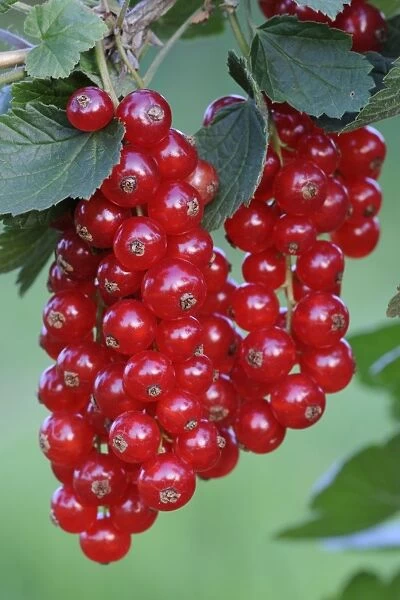 Red currants (Ribes rubrum)
