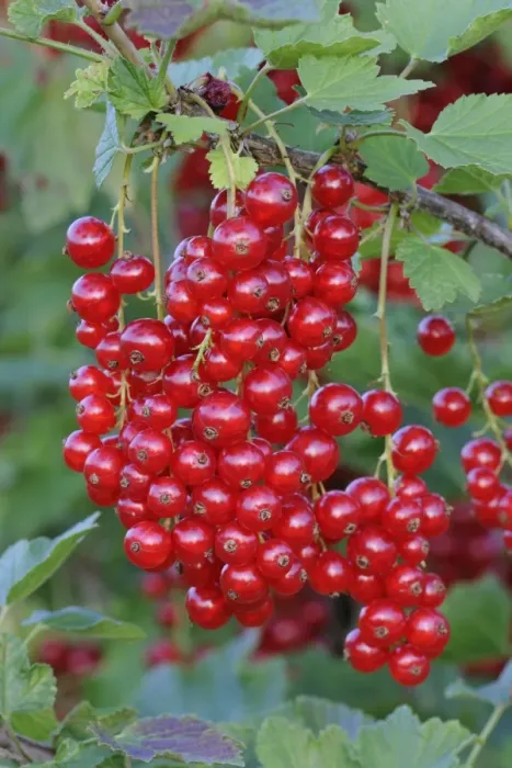 Framed Print : Red currants (Ribes rubrum) Framed Print : Red currants (Ribes rubrum)