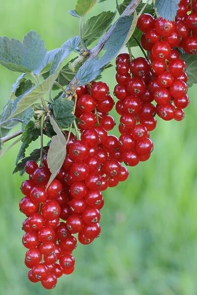Red currants (Ribes rubrum)