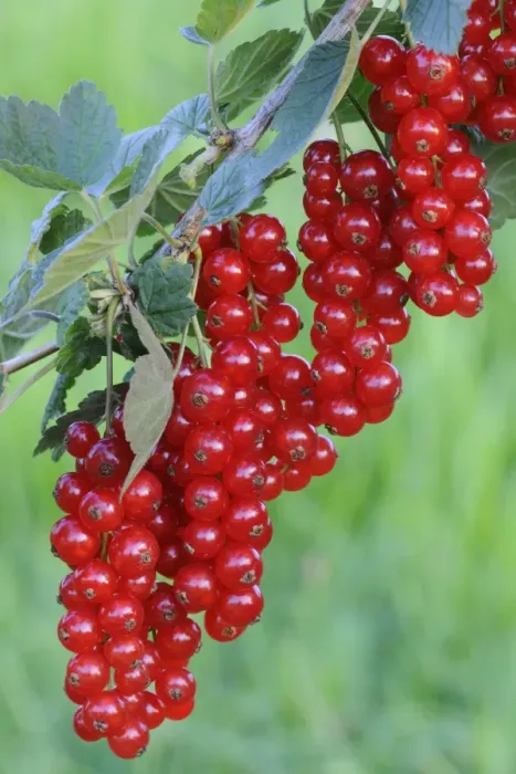 Framed Print : Red currants (Ribes rubrum) Framed Print : Red currants (Ribes rubrum)