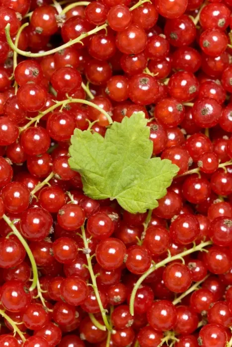 Framed Print : Red Currants -Ribes rubrum- with a leaf Framed Print : Red Currants -Ribes rubrum- with a leaf